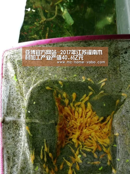亚博体育