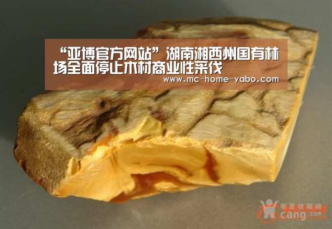 “亚博官方网站”湖南湘西州国有林场全面停止木材商业性采伐(图1) 亚博官方网站