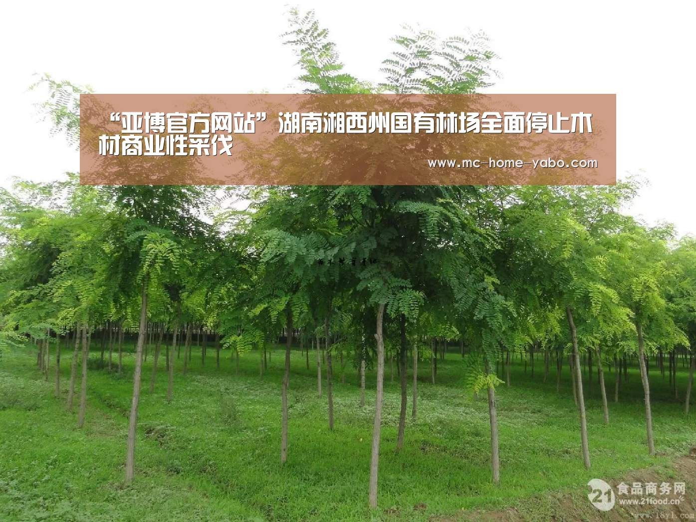 “亚博官方网站”湖南湘西州国有林场全面停止木材商业性采伐(图2) 亚博体育