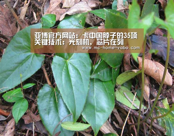 亚博官方网站:卡中国脖子的35项关键技术:光刻机、芯片在列(图2) 亚博官方网站
